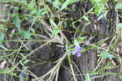 Monochoria vaginalis